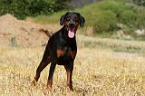 DOBERMANN 1204